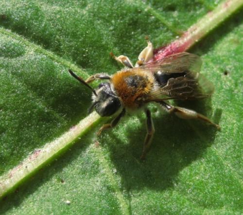 Andrena sp.