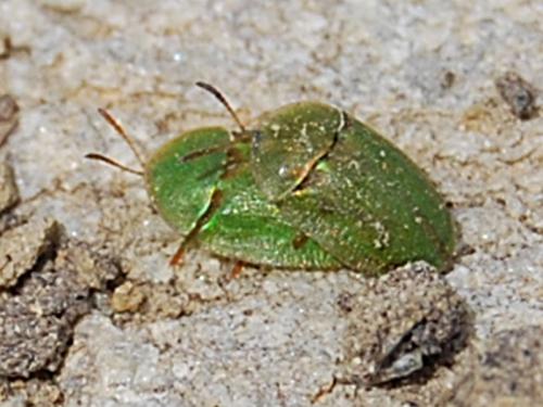 Cassida viridis