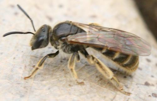 Lasioglossum sp.