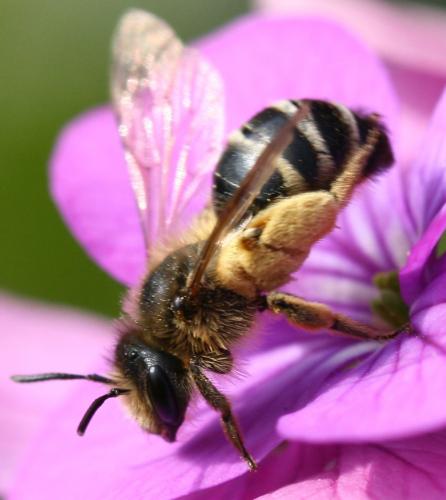 Andrena flavipes
