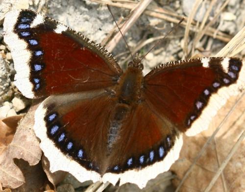 Réf. 56 152 : Nymphalis antiopa