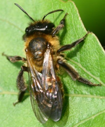 Andrena florea