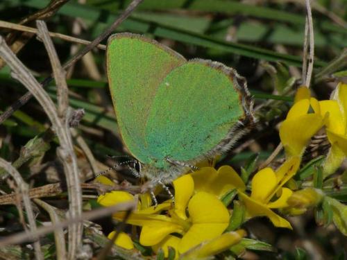 Réf. 56 181 : Callophrys rubi