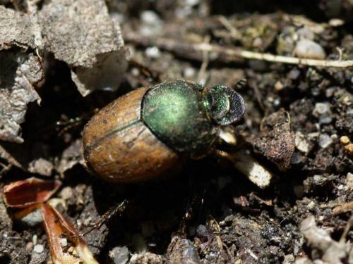 Onthophagus coenobita