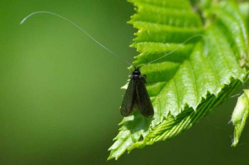 Réf. 56 395 : Adela reaumurella