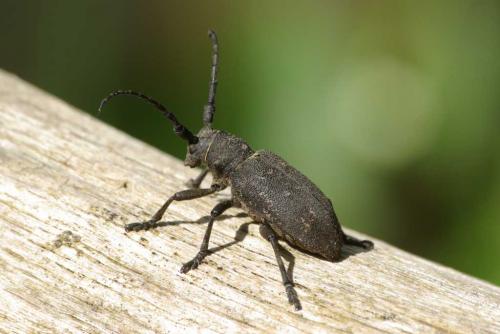 Réf. 56 267 : Lamia textor