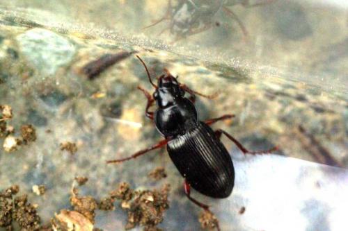 Amara aulica