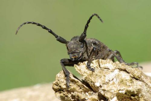Réf. 56 268 : Lamia textor