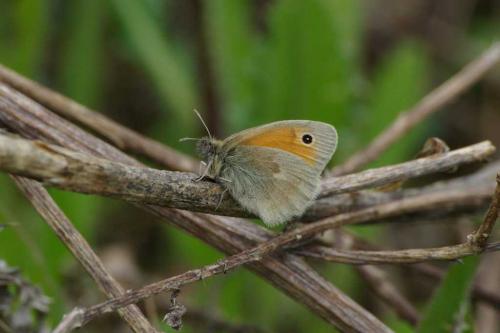 Réf. 56 393 : Coenonympha pamphilus