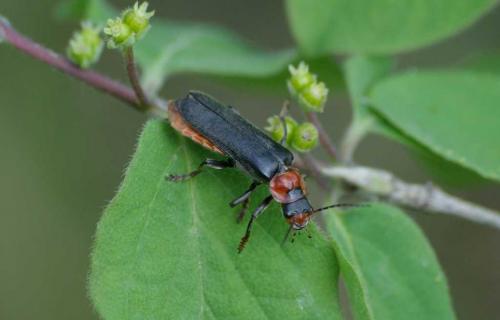 Cantharis fusca
