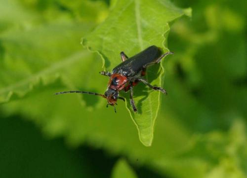 Cantharis rustica
