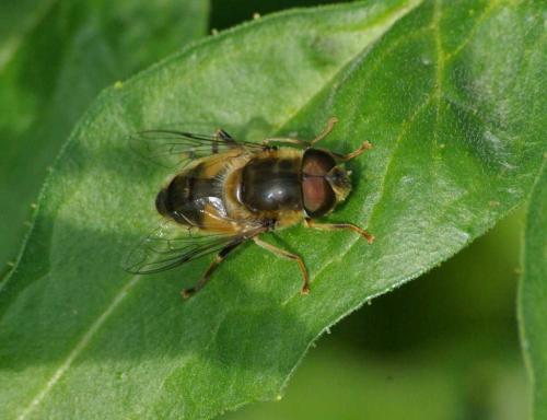 Eristalis pertinax