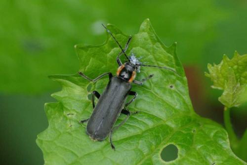 Réf. 56 814 : Cantharis paradoxa