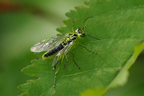 Réf. 56 951 : Rhogogaster sp.