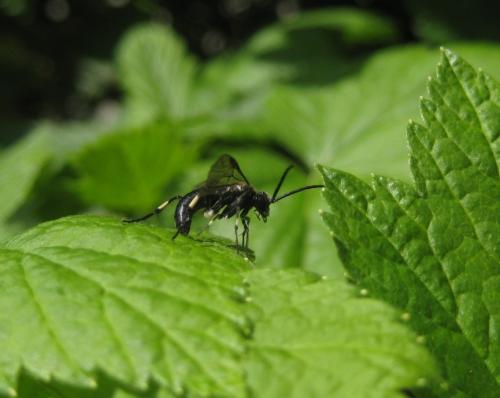 Réf. 56 674 : Macrophya sp.