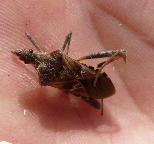 Leptoglossus occidentalis