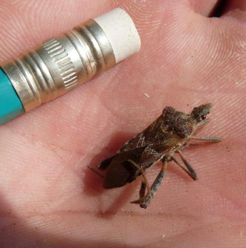 Leptoglossus occidentalis