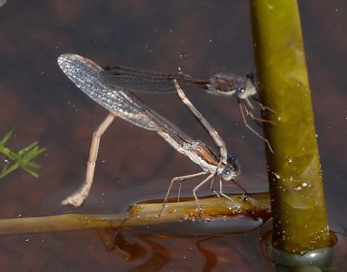 Sympecma fusca