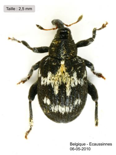 Tachyerges salicis