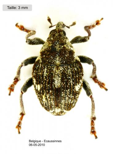 Nedyus quadrimaculatus