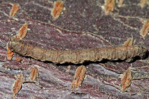 Peribatodes rhomboidaria