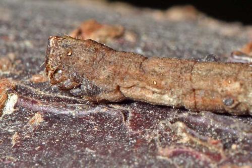 Peribatodes rhomboidaria