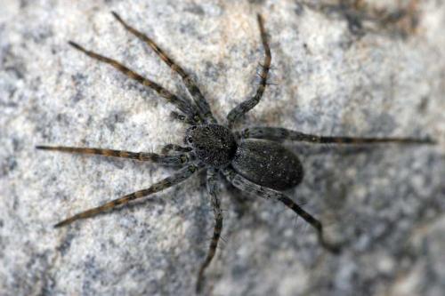 Pardosa wagleri