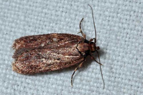 Depressaria sp.