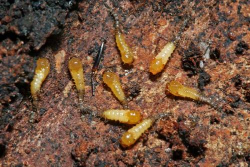 Réf. 56 448 : Forcipomyia sp.