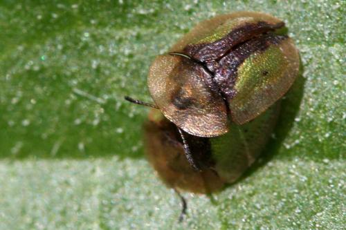 Réf. 56 542 : Cassida vibex