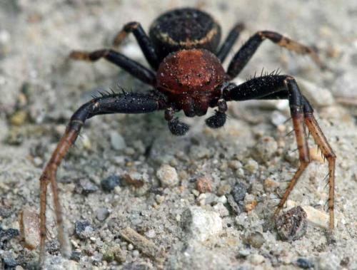 Réf. 56 702 : Xysticus sp.