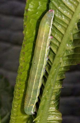 Réf. 56 704 : Aporophyla sp.