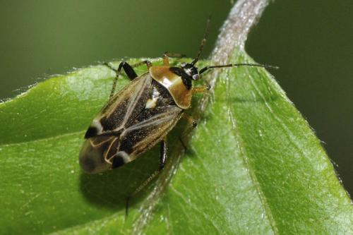 Réf. 56 629 : Harpocera thoracica