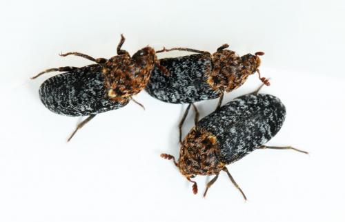 Réf. 56 032 : Dermestes undulatus
