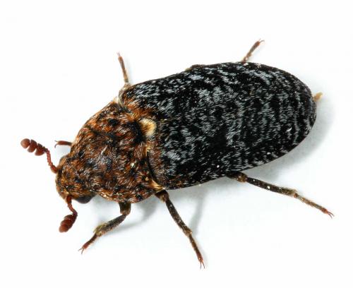 Réf. 56 033 : Dermestes undulatus