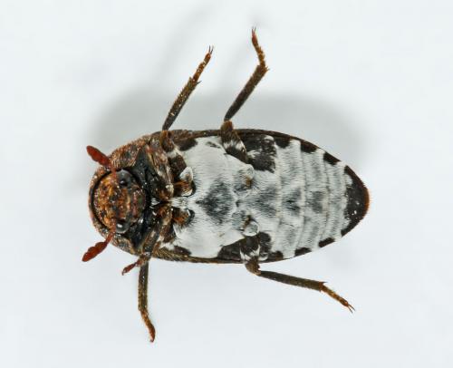 Réf. 56 034 : Dermestes undulatus