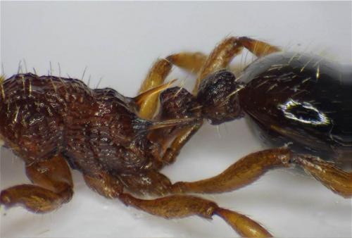 Myrmica sabuleti