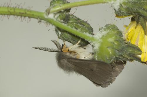 Diaphora mendica