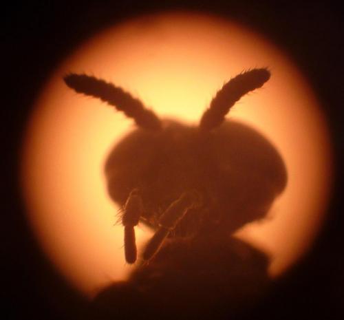 Penthetria funebris