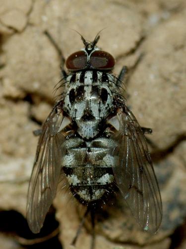 Réf. 56 056 : Phaonia trimaculata