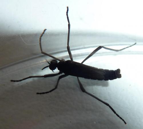 Penthetria funebris