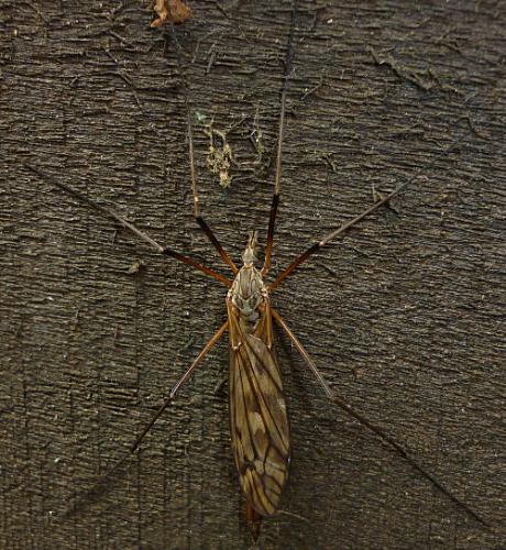 Réf. 56 457 : Tipula sp.