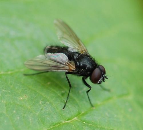 Réf. 56 999 : Hydrotaea sp.