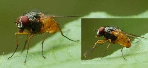 Réf. 56 782 : Phaonia rufiventris