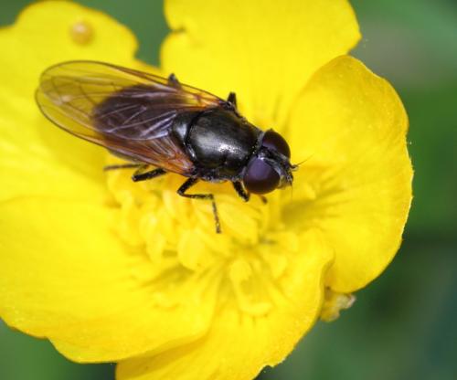 Cheilosia sp.