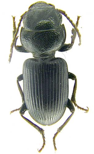 Dixus clypeatus