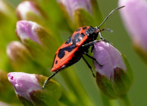 Réf. 56 208 : Eurydema dominulus