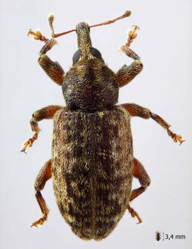 Réf. 56 274 : Dorytomus ictor