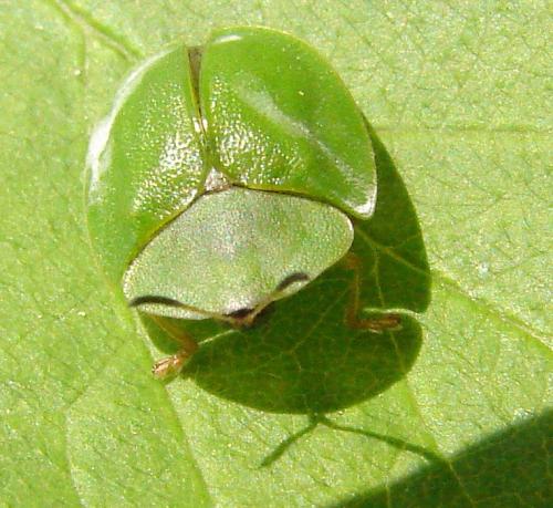Réf. 56 624 : Cassida viridis