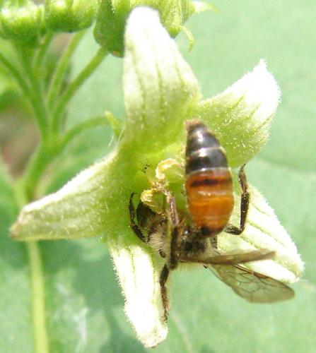 Andrena florea